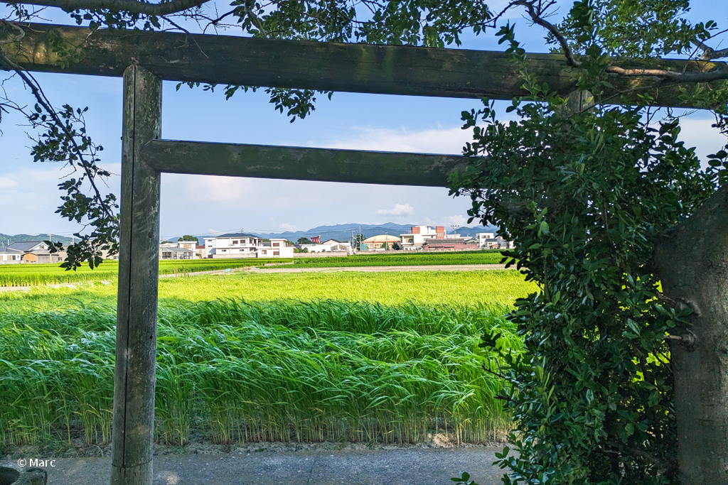 境内からの景観