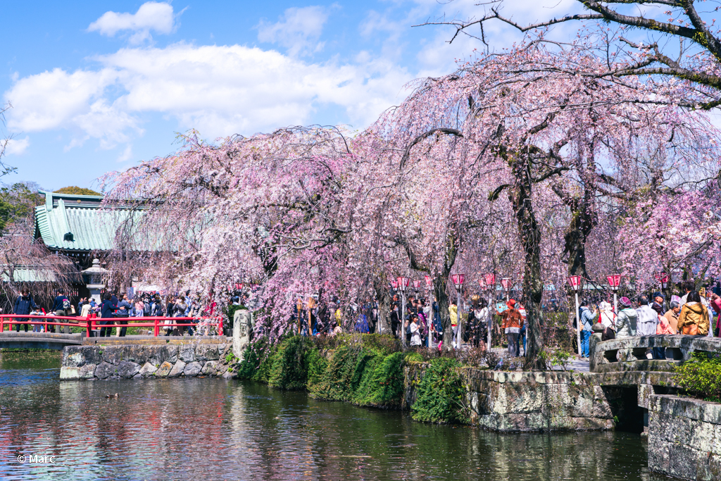 桜の季節の参道