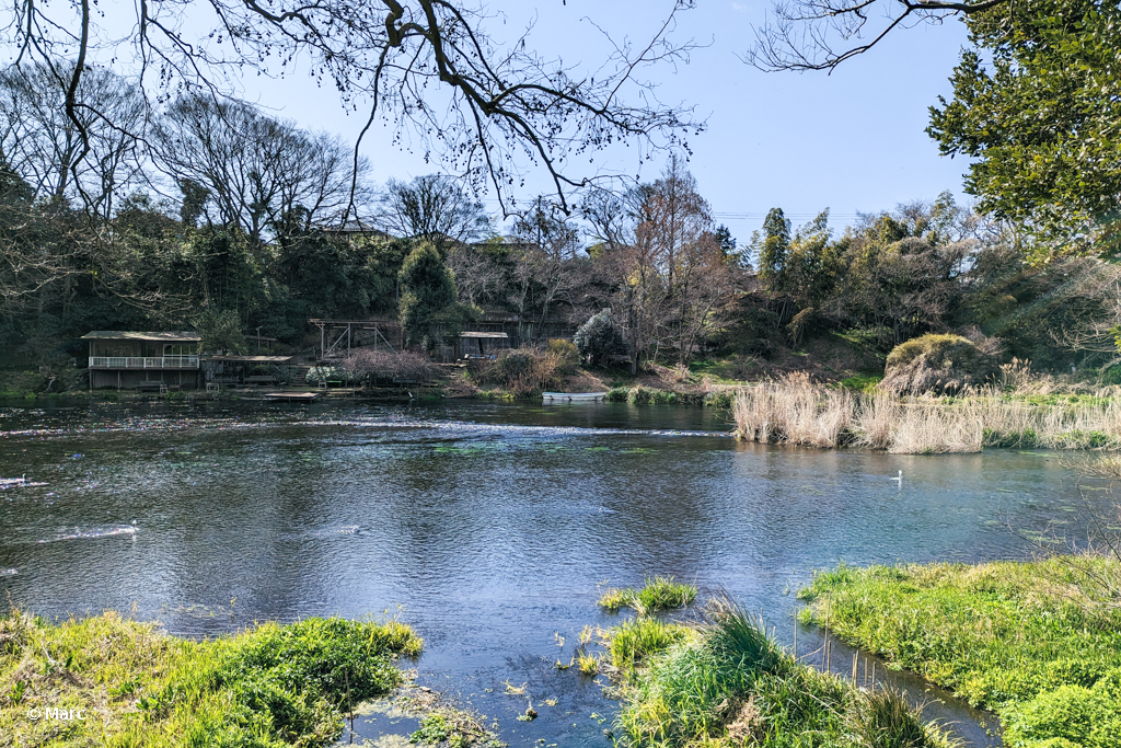 柿田川